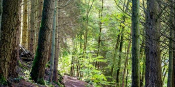 Wat is een natura sommenverzekering?